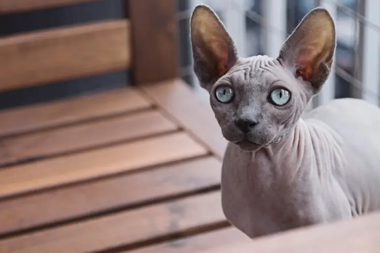Seven Types Of hairless cat