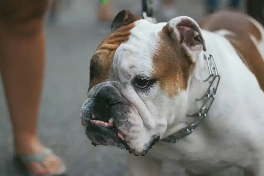 Why Are American Bulldogs Dangerous?