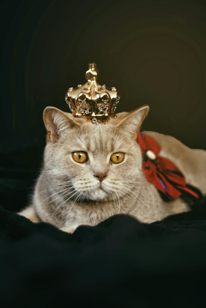 A British Short-hair Cat wearied crown 