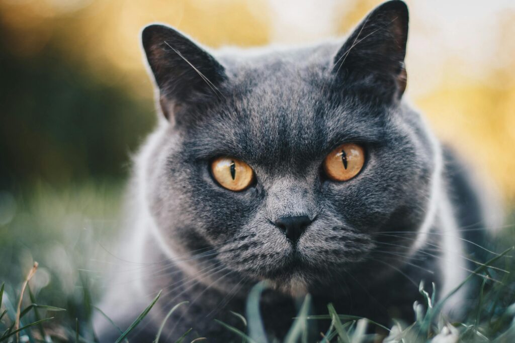 A British Shorthair Cat looking on camera