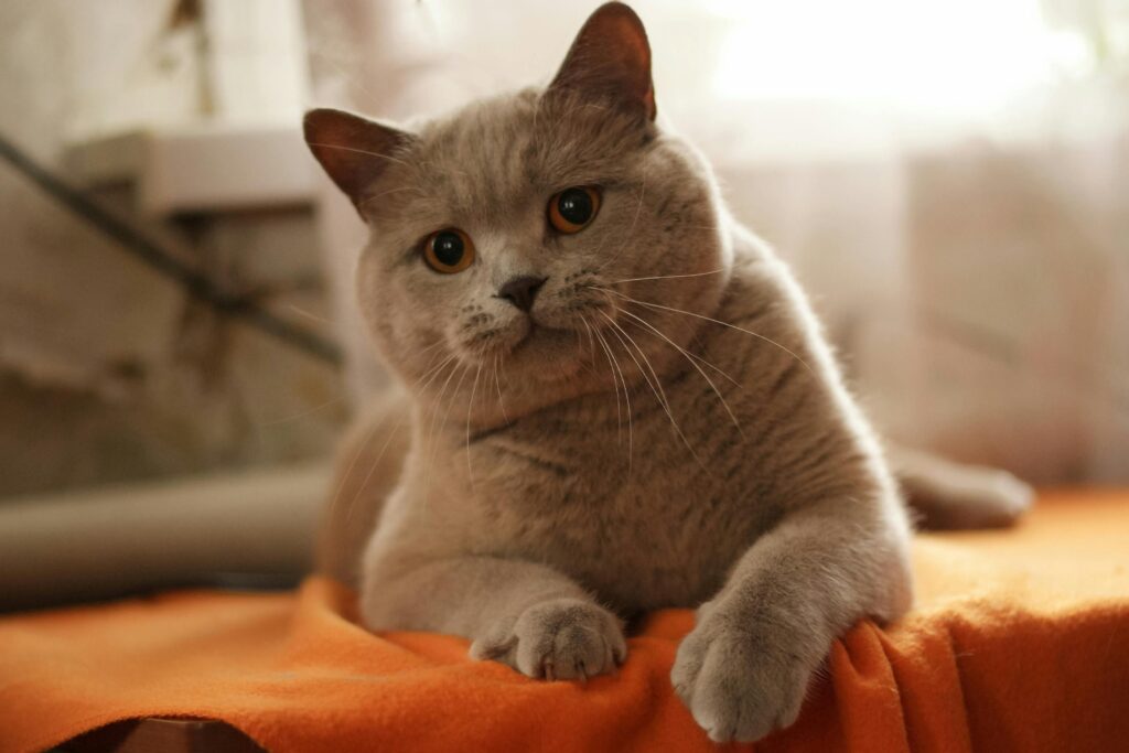 British Shorthair Cat sitting on table