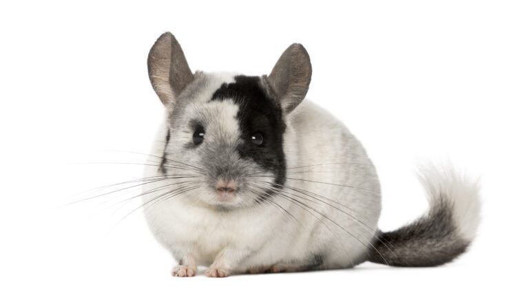 How Good Is a Chinchilla as an Exotic Pet? A Comprehensive Guide