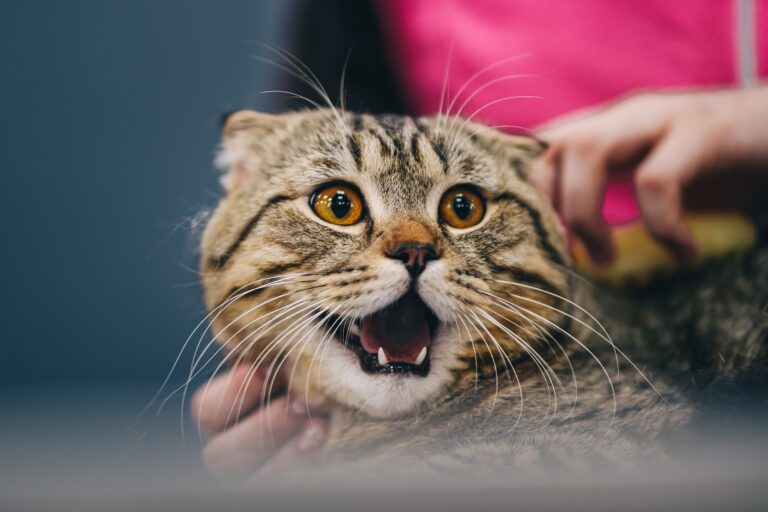 10 Most Aggressive Cat Breeds