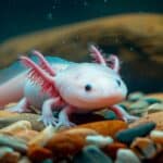 10 Interesting Facts About Axolotls