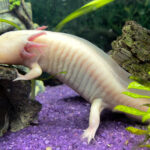 Axolotl Tank Setup