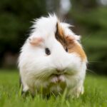 Gerbils vs Hamsters : What's the main difference?