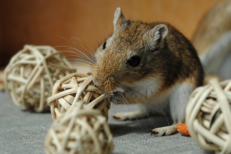 Gerbil Life Expectancy: How Long Do Gerbils Live?