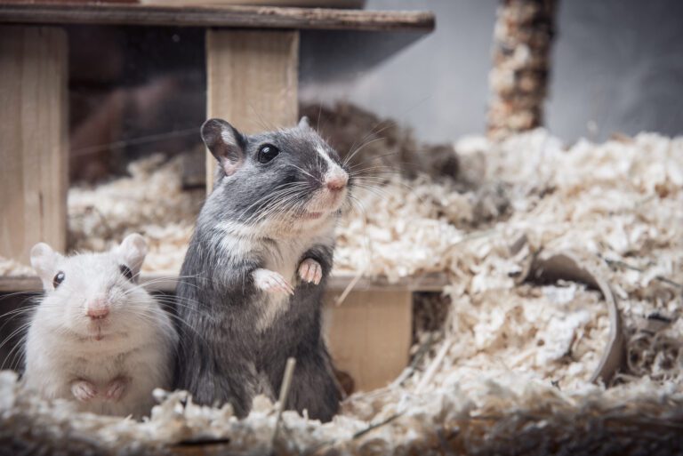 Gerbil Pet Profile: Your Pet’s Temperament, Colors, & Behavior