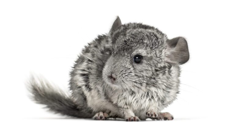How Long Does Chinchilla Live? Understanding Their Lifespan