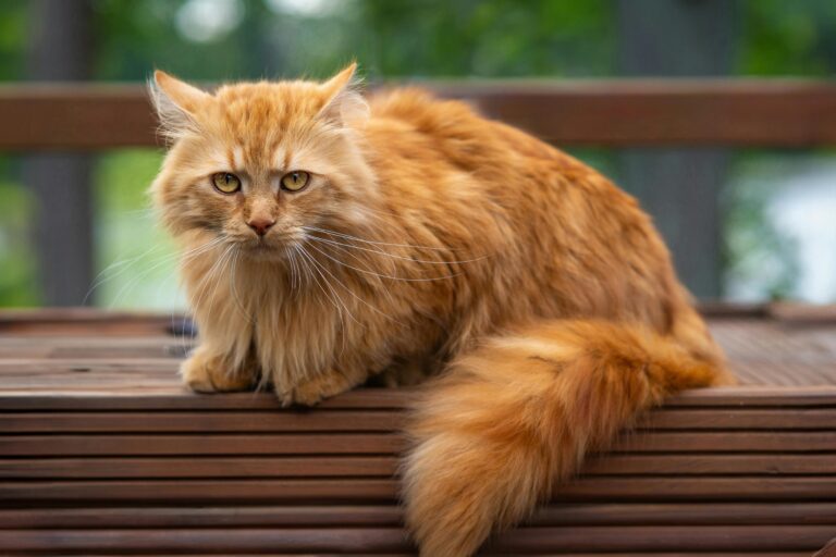 Maine Coon Cat