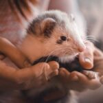 Syrian Hamster Lifespan and Habitat